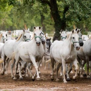 Karst: Lipica horses, & Škocjan caves & Karst wine tasting