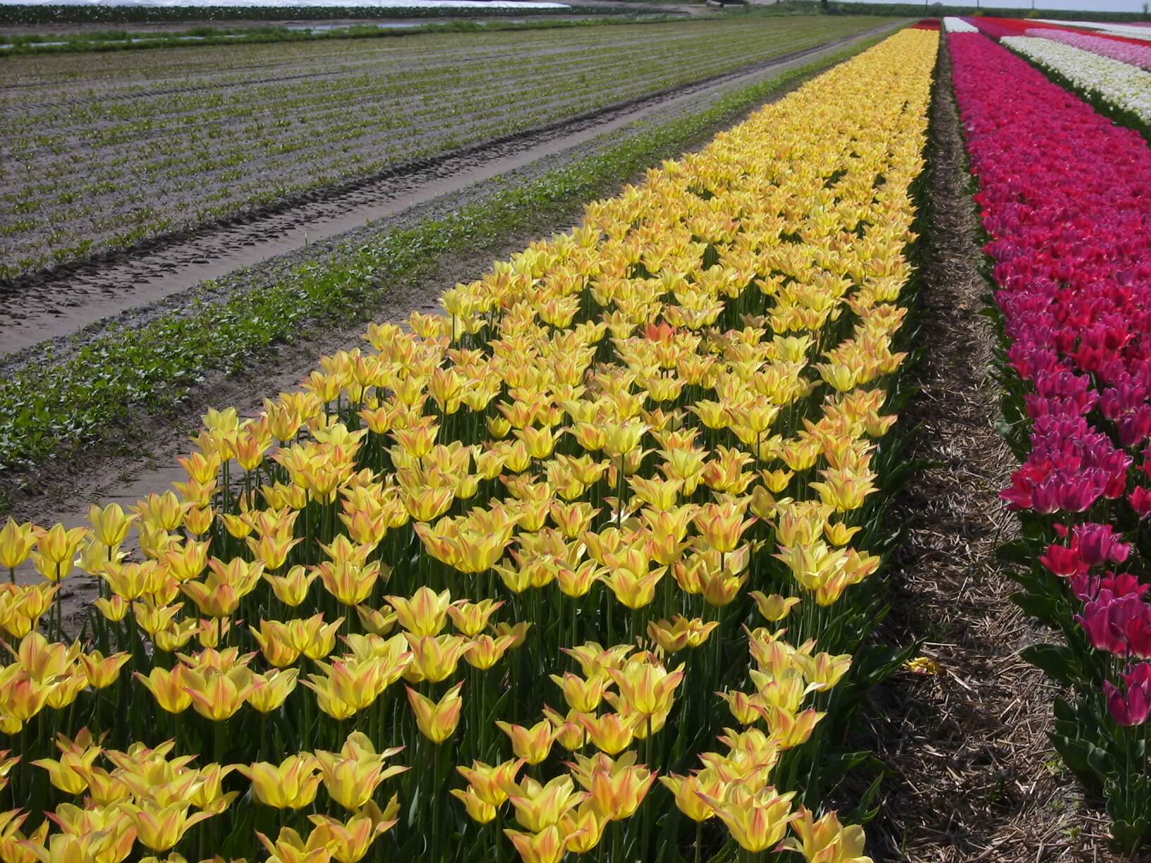Tulips Mozirski gaj